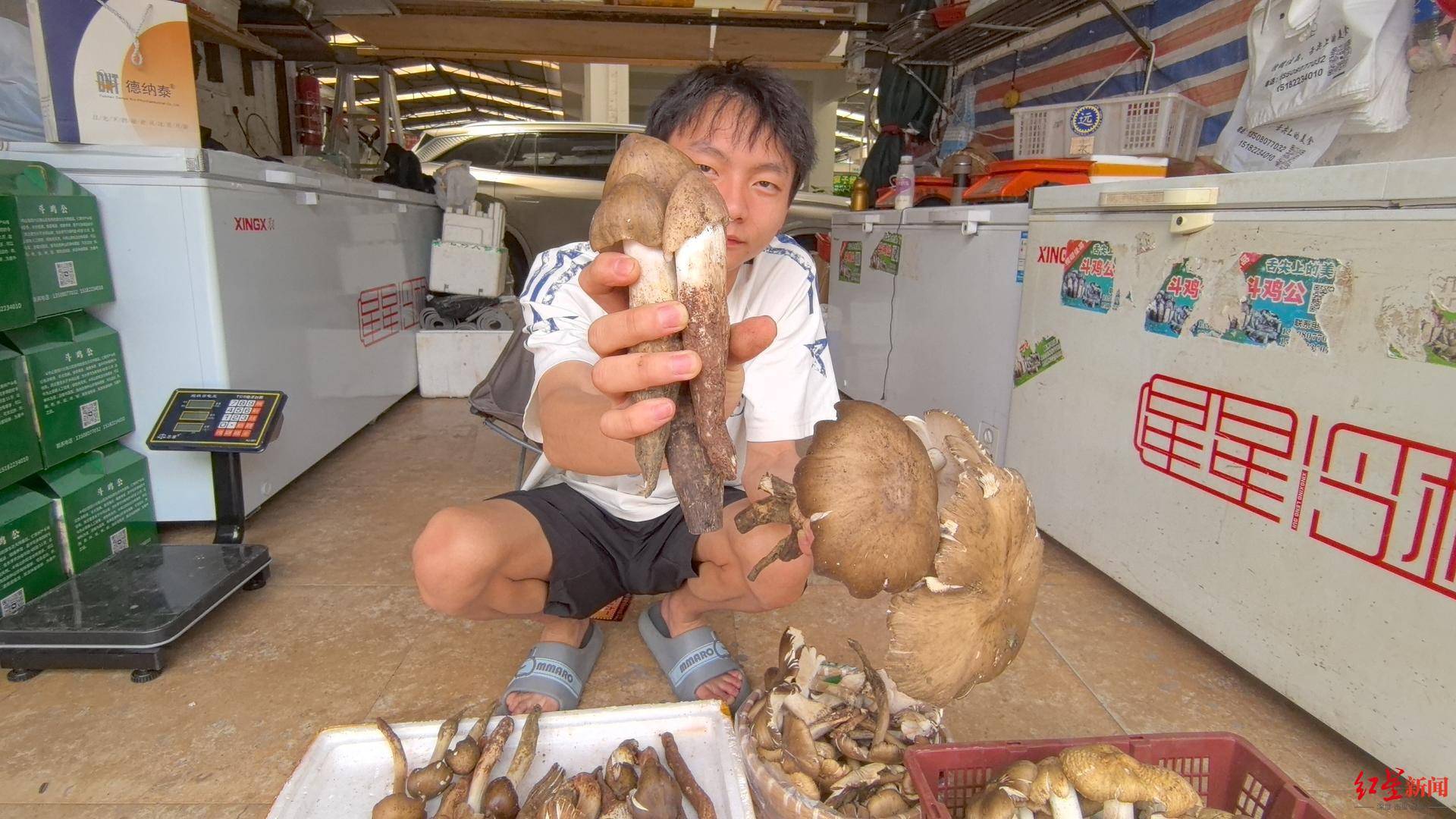 信用平台出租_“天价”鸡枞调查：最贵卖到1800元/公斤！雨水少致产量低信用平台出租，多地价高客少