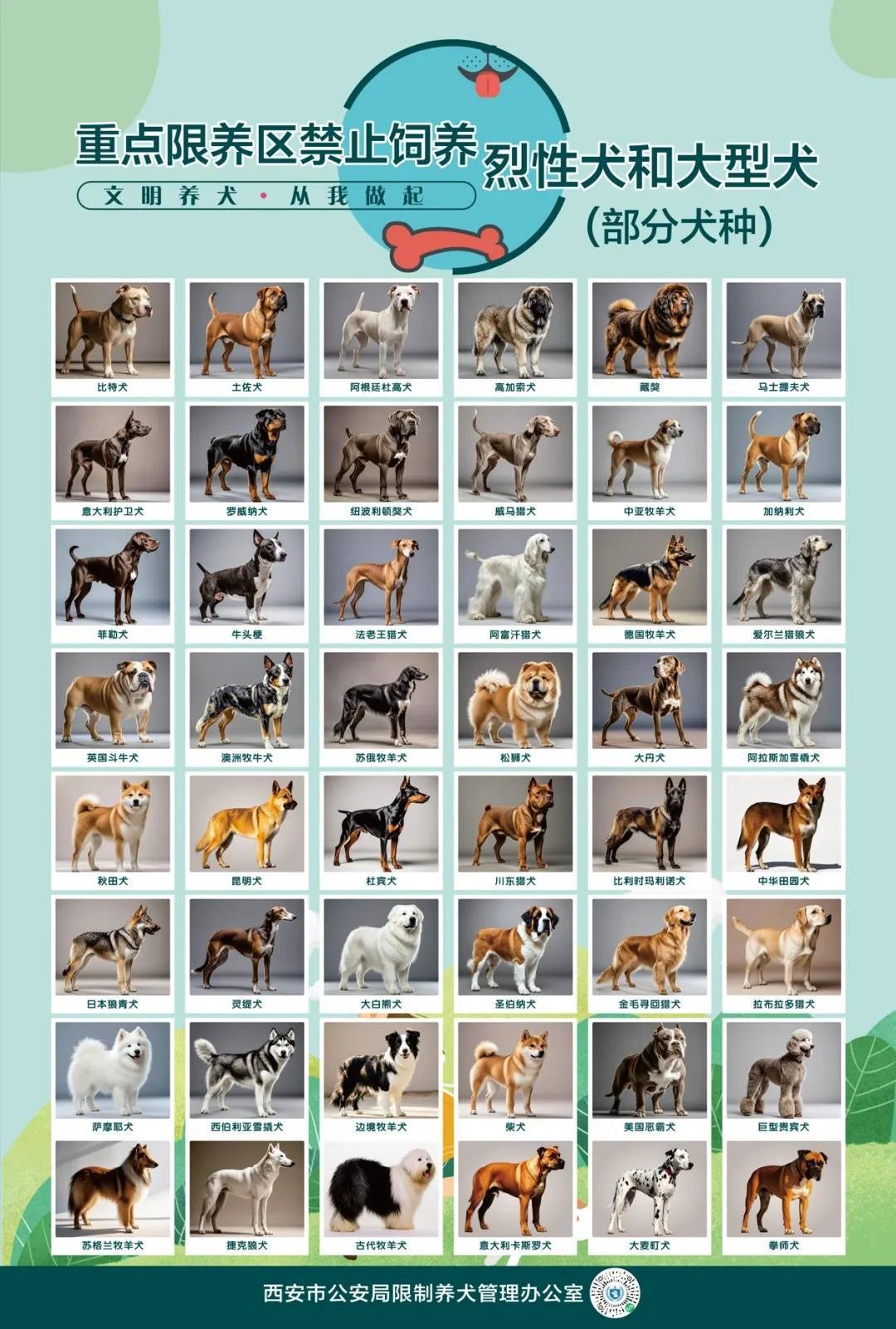 北京国安vs云南玉昆_西安警方回应“中华田园犬禁养”：并非所有中华田园犬都禁养