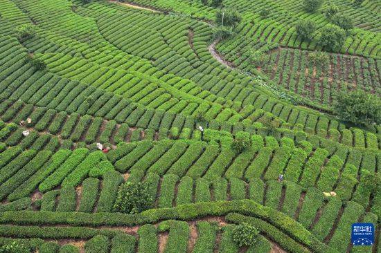 皇冠信用开户_立秋农事正当忙