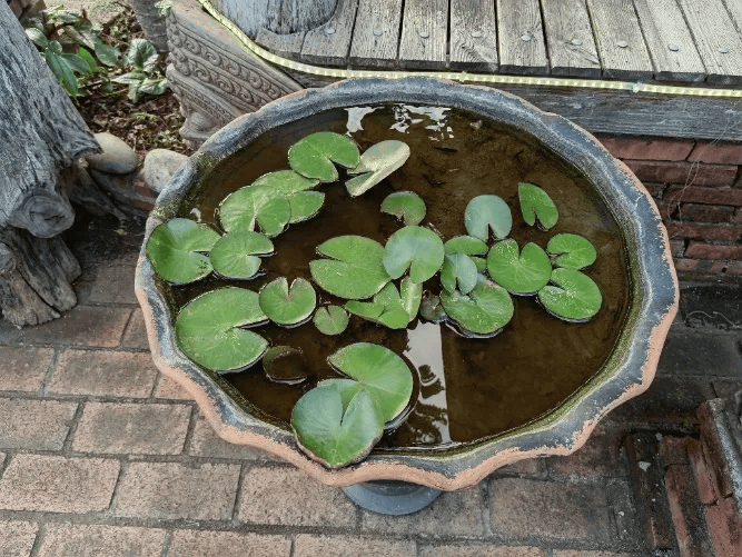 皇冠信用网账号注册_家里的这几个地方皇冠信用网账号注册，正悄悄“养”出花斑蚊！快自查→