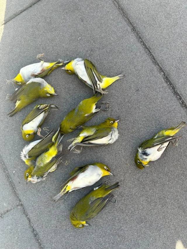 皇冠信用網代理如何注册_北京一座大厦楼下躺了14只鸟皇冠信用網代理如何注册，12只已死亡！元凶竟是玻璃